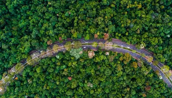 Congressos de arborização urbana do Brasil e da América Latina serão sediados em Maringá neste ano 
