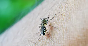 2º Lira de 2026 aponta redução de 95% nos casos de dengue em Maringá 