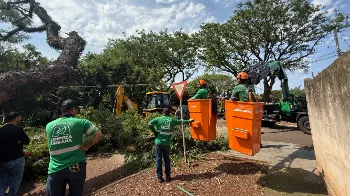 Temporal com ventos de até 94 km/h causou queda de 35 árvores em Maringá, mostra relatório da Selurb 