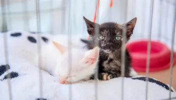 Campanha ‘Aquece Pet’ arrecada roupas, mantas e caminhas para animais domésticos