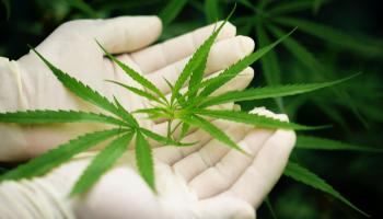 Tecpar busca parceiros para produzir e vender medicamentos à base de Cannabis 