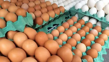 Ovos de granja com casos de gripe aviária estão rastreados, afirma Ministério da Agricultura 