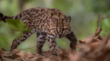 Nova espécie de gato selvagem é descoberta pela primeira vez em 100 anos 