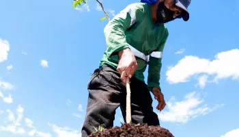 Com o projeto Pomar Urbano, Maringá terá árvores frutíferas em terrenos vazios 