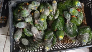 PRF apreende 166 filhotes de papagaio em situação de maus-tratos na região 