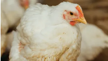 Gripe aviária: Ministério da Agricultura declara emergência zoossanitária no Brasil 