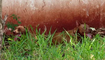 Homem de 79 anos é atacado por dois pitbulls em residência de Maringá 