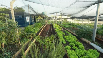 Maringá inaugura sua 40ª horta comunitária nesta quinta-feira (23) no Jardim Andréia 
