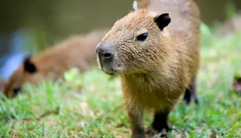 Filhotes de capivara nascem no Parque do Ingá; veja fotos 