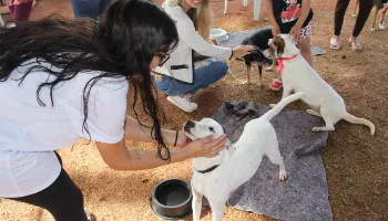 Dia Nacional da Adoção Animal: veja os principais cuidados necessários para adotar um pet 