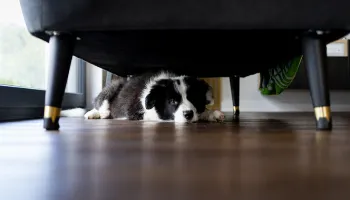 Animais de estimação e fogos de artifício: como lidar com o medo e a ansiedade no fim de ano 