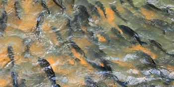 Piracema: Pesca está proibida no Paraná 