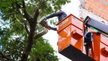 Saiba como contratar as empresas credenciadas para serviços de arborização em Maringá 