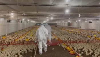 Governo do Paraná decreta estado de emergência zoossanitária por 180 dias 
