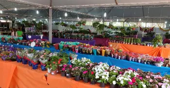Com plantas a partir de R$ 5, Expoflor 2026 tem data anunciada 
