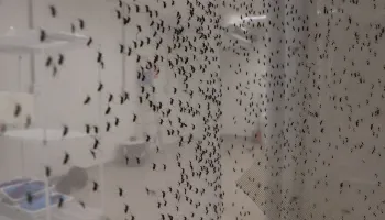 Nova tecnologia utiliza mosquitos com bactéria para combater Aedes aegypti; entenda 