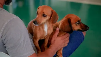Prefeitura de Maringá realiza vacinação gratuita de cães e gatos neste sábado (2)