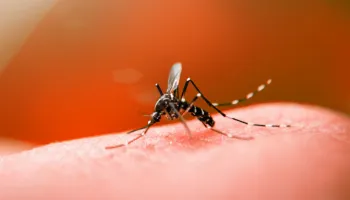 Número de casos de dengue no Paraná tem aumento de 47% em apenas uma semana 