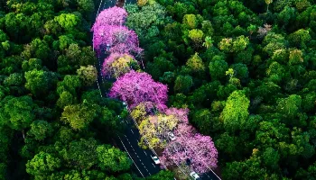 Rota dos Ipês: mapa interativo mostra onde encontrar árvores floridas em Maringá; veja fotos 