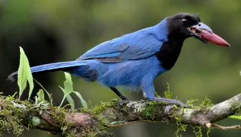 Aquecimento global pode reduzir diversidade de espécies do Paraná em até 54% 