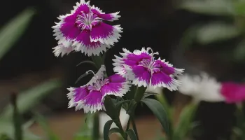 Festa das Flores de Maringá tem início nesta quinta-feira (13); confira a programação 