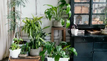 10 espécies de plantas ideias para ter em apartamentos 