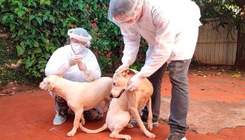 UEL estuda efeitos da Covid-19 em cães, gatos e animais silvestres 