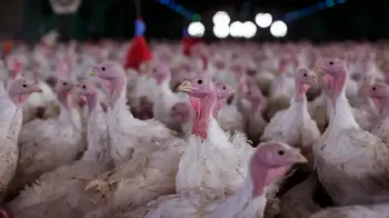 Governo Federal declara emergência zoossanitária por doença em aves 