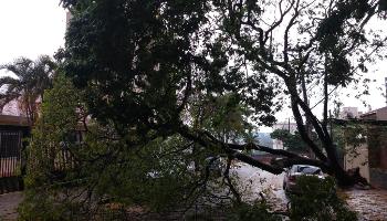 Tempestade registrada na tarde deste domingo (27) derruba árvores em Maringá 