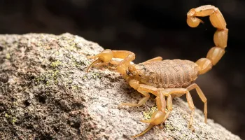 Maringá registra aumento no número de casos de picada do escorpião amarelo 