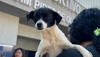 Inscrições para o programa CastraPet são prorrogadas em Maringá 