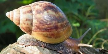Alerta: Caramujos africanos invadem casas em Maringá 