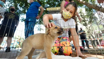Número de adoções de animais domésticos subiu 24% neste ano em Maringá 