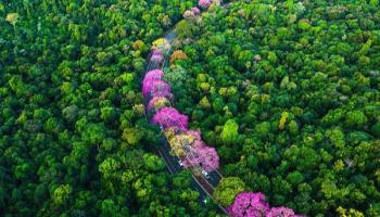 Típico do Inverno, Ipê roxo colore as ruas de Maringá 