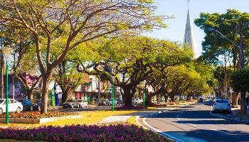 Após 70 anos, Maringá desenvolve novo plano de arborização 