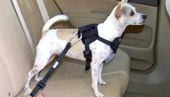 Transportar animais no carro requer atenção e cuidado 