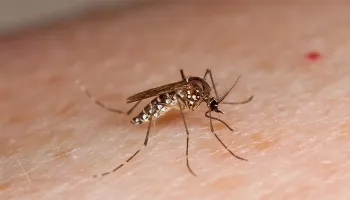 Com mais 5,7 mil casos no Paraná e dois óbitos, Sesa divulga dados do boletim da dengue 