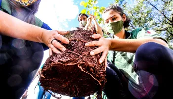 Em comemoração ao Dia da Árvore, prefeitura de Maringá planta 300 mudas 