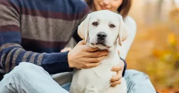 Senado aprova guarda compartilhada de animais de estimação; entenda 