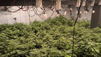 Quatro estufas com 430 pés de maconha são encontradas em Maringá 