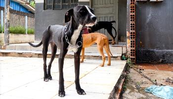 Bem-estar Animal resgata três cachorros vítimas de maus-tratos, responsável foi multado em R$ 6 mil 