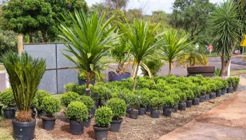 Com itens a partir de R$ 2, ‘Festa das Flores’ segue até domingo (12) 