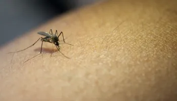 Em meio a epidemia de dengue, Paraná sedia pesquisa capaz de erradicar doença 