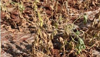Região norte do Paraná registra redução da seca, aponta Simepar 