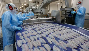 Tilápia fica mais barata para os paranaenses na Quaresma de 2026; entenda 