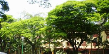 Acadêmicos da USP conhecem arborização de Maringá 