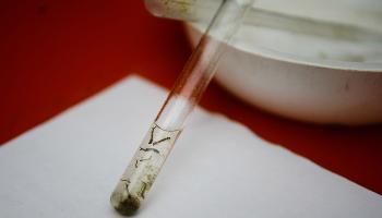 Em apenas uma semana, Maringá registra 5 novos casos de dengue 