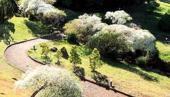 Arbusto 'Neve da Montanha' é atração do Parque do Japão 