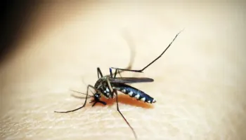 Boletim da dengue registra mais 241 casos no Paraná 