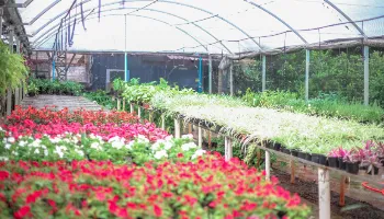 Festa das Flores terá plantas a partir de R$ 2 Festa das Flores terá plantas a partir de R$ 2